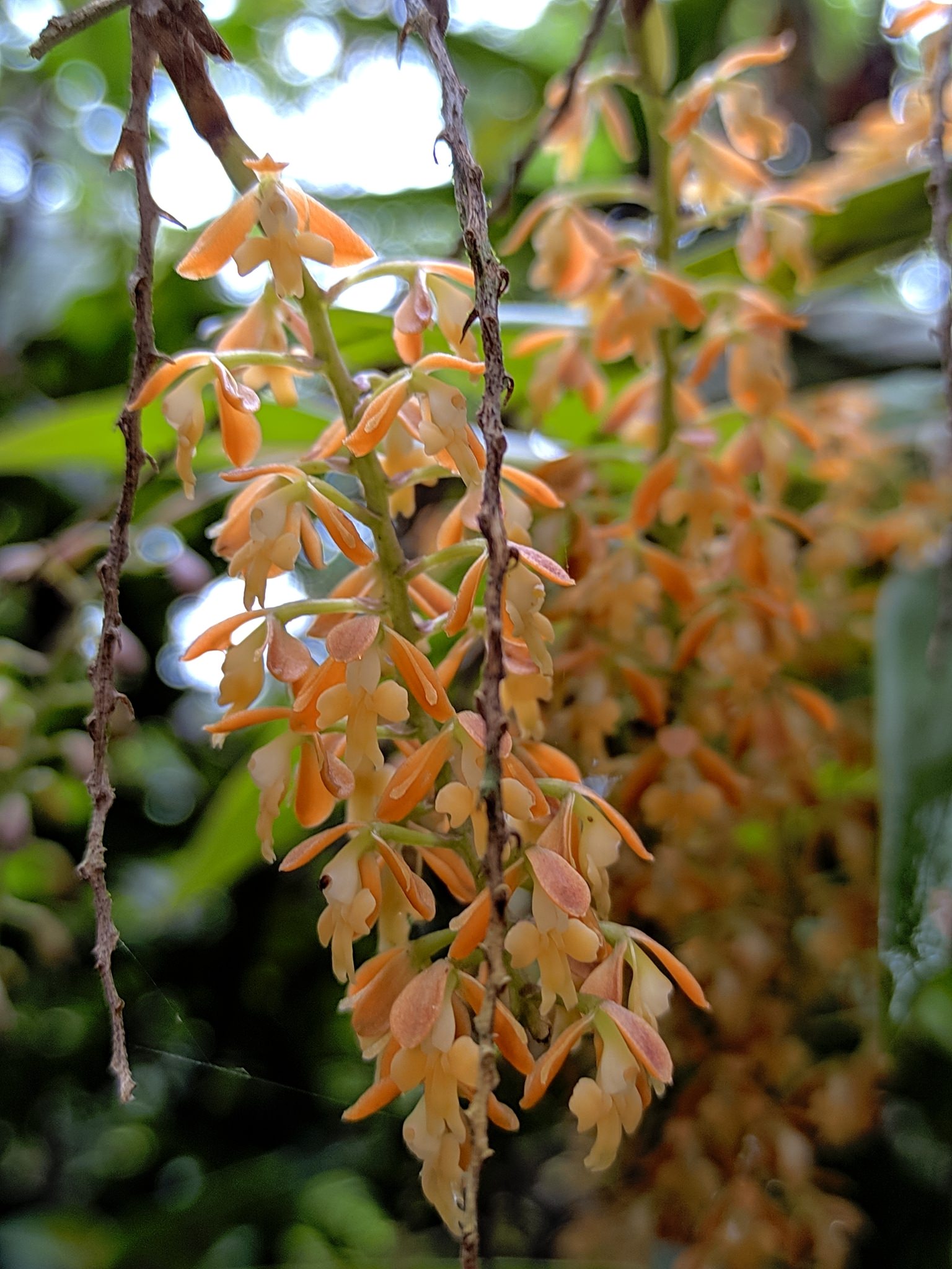 Epidendrum polyanthum